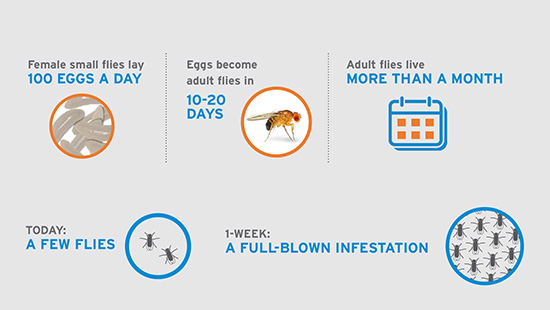 显示7种预防小型蝇为患方法的信息图