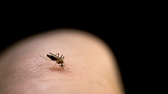 Tiny mosquito with short limbs hunched over and sucking the blood from human skin.