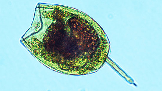 Microsolutions化学品FM