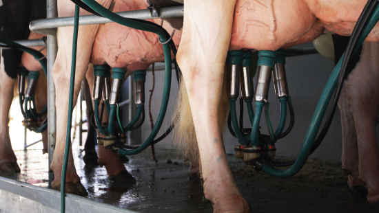 Cow in a milk production dairy farm