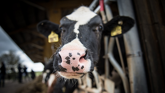 Cow Close Up