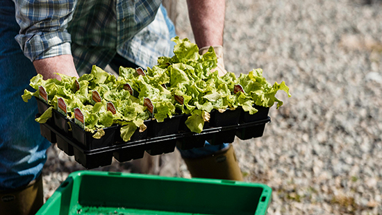 Growers moving a tray of plants