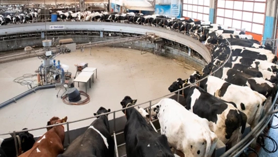 Milking Palor