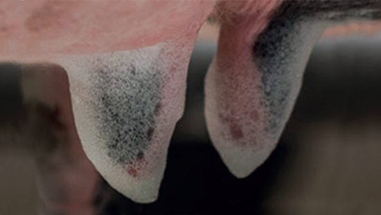 Pre Milking