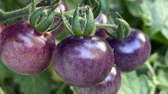 Purple tomatoes