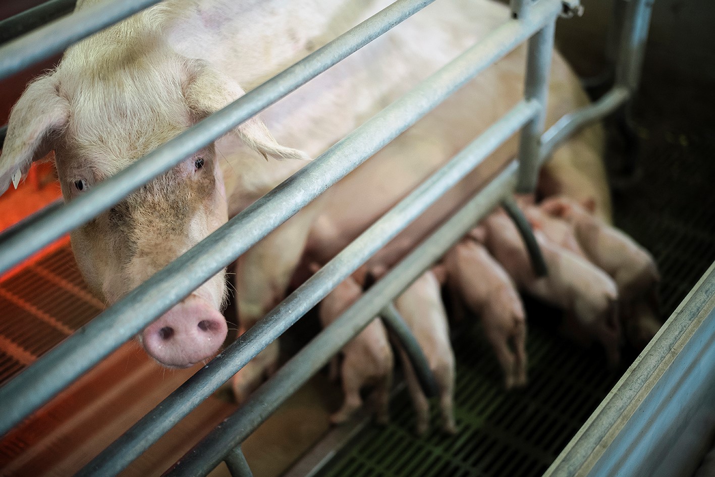 Pigs