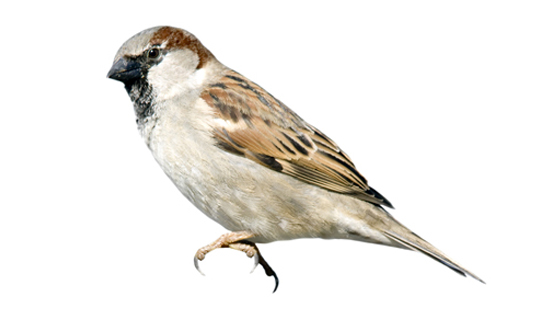 Sideview of House Sparrow.