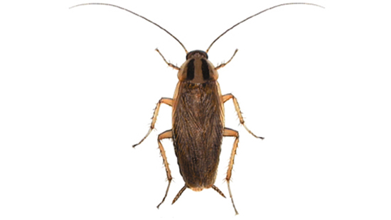 艺康的灭蟑解决方案 Commercial Pest Control for Cockroaches
