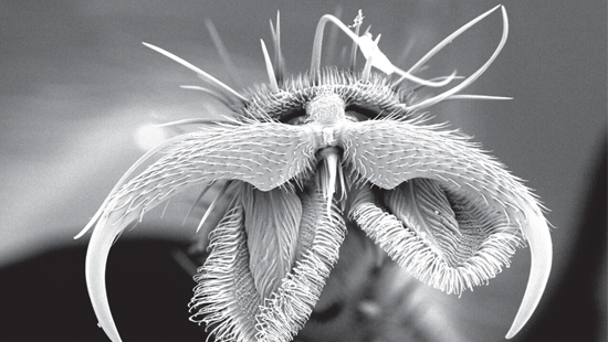 FlyFeetUnderMicroscope_edited1