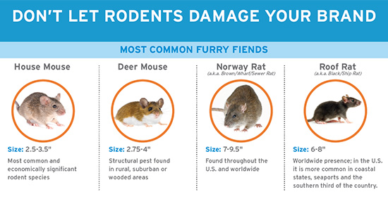 Rodent infographic