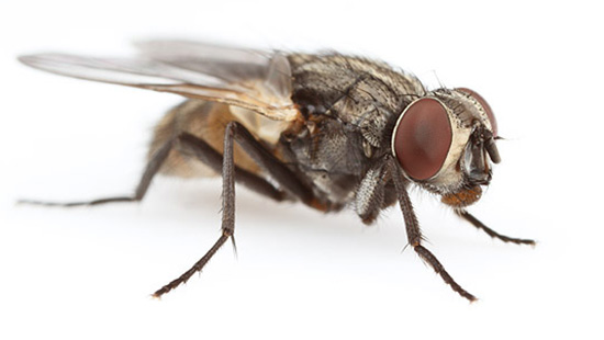 Image of a house fly.
