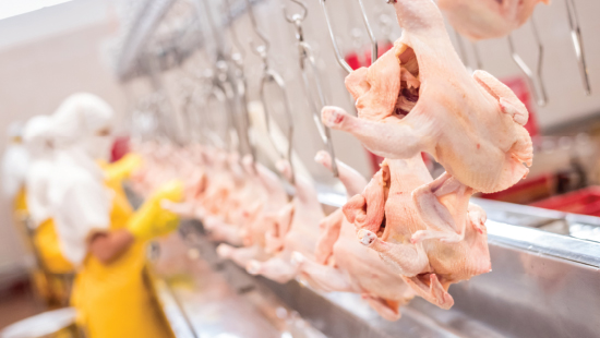 Chicken Being Treated with Antimicrobial Tissue Treatment Solution
