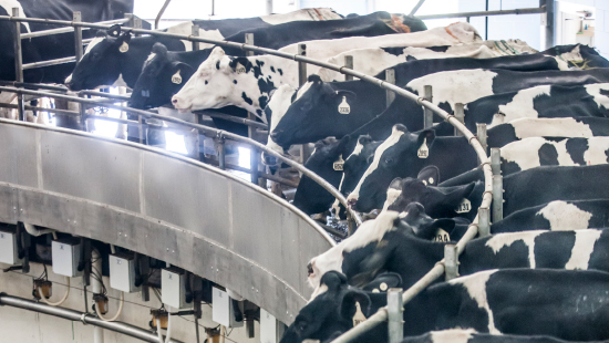 Dairy Cows in a Milking Structure