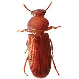A flour beetle.