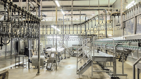 Inside of a meat processing plant.
