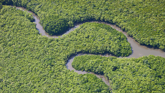 Winding river in the trees