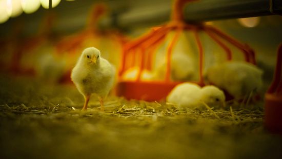 Chicks in animal farm.