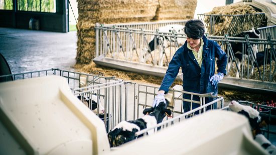 Farmer on dairy farm ensuring animal health of calf.