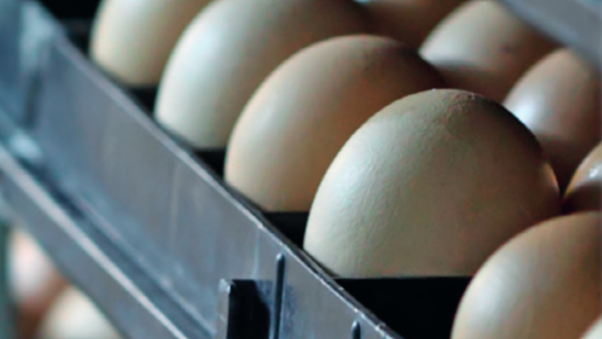 Eggs in hatchery crates.
