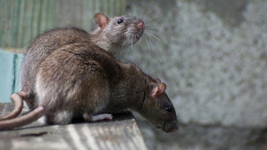 两种褐鼠是啮齿动物的常见类型
