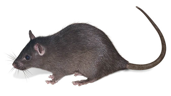 黑鼠是一种常见的啮齿动物