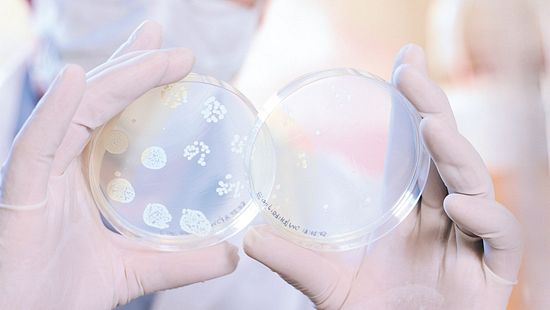 Hands holding up two petri dishes